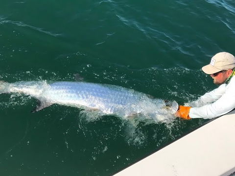 High Tailin