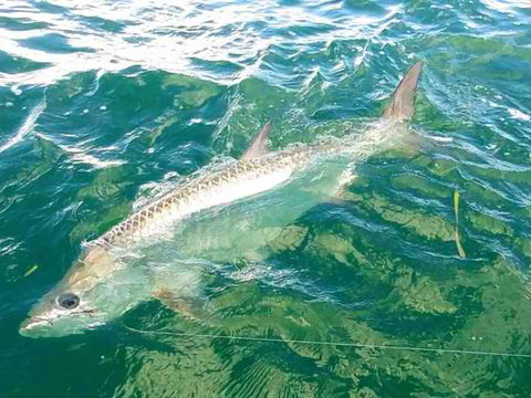 Florida Reels Fishing Charters