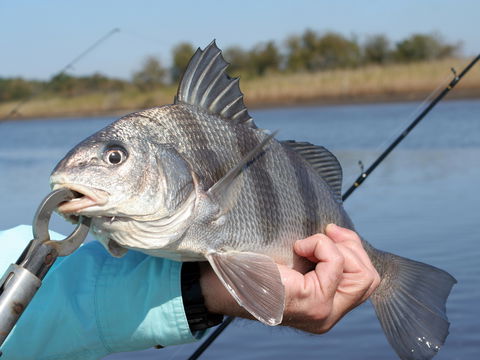 Falling Tide Fishing Adventures
