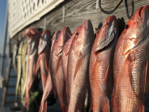 Falling Tide Fishing Adventures